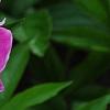 Paeonia 'Embraceable', flowers