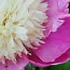 Paeonia 'Embraceable', flowers