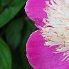 Paeonia 'Embraceable', flowers