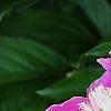 Paeonia 'Embraceable', flowers