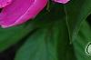 Paeonia 'Embraceable', flowers