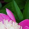 Paeonia 'Embraceable', flowers