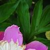 Paeonia 'Embraceable', flowers