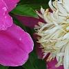 Paeonia 'Embraceable', flowers