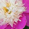 Paeonia 'Embraceable', flowers