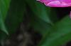 Paeonia 'Embraceable', flowers