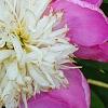 Paeonia 'Embraceable', flowers