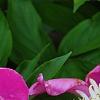 Paeonia 'Embraceable', flowers