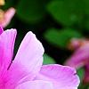 Paeonia 'Magenta Gem', flowers