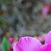 Paeonia 'Magenta Gem', flowers