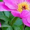 Paeonia 'Magenta Gem', flowers