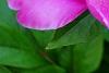 Paeonia 'Magenta Gem', flowers
