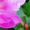 Paeonia 'Magenta Gem', flowers