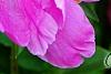 Paeonia 'Magenta Gem', flowers