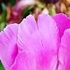 Paeonia 'Magenta Gem', flowers