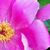 Paeonia 'Magenta Gem', flowers