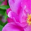 Paeonia 'Magenta Gem', flowers