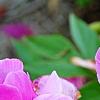 Paeonia 'Magenta Gem', flowers