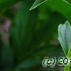 Paeonia 'Paree Fru Fru', flowers
