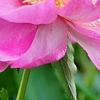 Paeonia 'Paree Fru Fru', flowers
