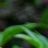 Paeonia 'Paree Fru Fru', flowers