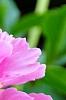 Paeonia 'Paree Fru Fru', flowers
