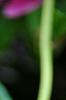 Paeonia 'Paree Fru Fru', flowers
