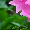 Paeonia 'Paree Fru Fru', flowers