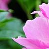 Paeonia 'Paree Fru Fru', flowers