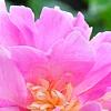 Paeonia 'Paree Fru Fru', flowers