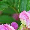 Paeonia 'Pink Kisses', flowers