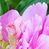 Paeonia 'Pink Kisses', flowers