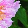 Paeonia 'Pink Kisses', flowers