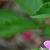 Paeonia 'Pink Kisses', flowers