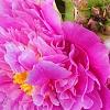 Paeonia 'Pink Kisses', flowers