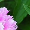 Paeonia 'Pink Kisses', flowers
