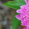 Paeonia 'Pink Kisses', flowers
