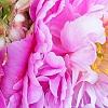 Paeonia 'Pink Kisses', flowers