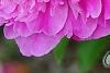 Paeonia 'Pink Kisses', flowers