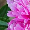 Paeonia 'Pink Kisses', flowers
