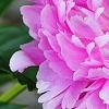 Paeonia 'Pink Kisses', flowers