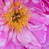 Paeonia 'Pink Kisses', flowers