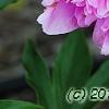 Paeonia 'Pink Kisses', flowers
