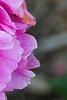 Paeonia 'Pink Kisses', flowers