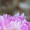 Paeonia 'Pink Kisses', flowers