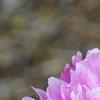 Paeonia 'Pink Kisses', flowers