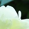 Paeonia 'Prairie Moon', flowers