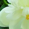 Paeonia 'Prairie Moon', flowers