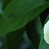 Paeonia 'Prairie Moon', flowers