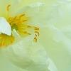 Paeonia 'Prairie Moon', flowers
